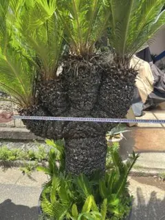 希少レア品　獅子ソテツ 現品］【希少】獅子ソテツ 12号 蘇轍 観葉植物 大型 かっこいい 陶器鉢