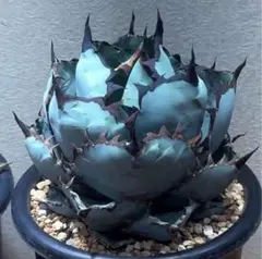 2025年最新】アガベ 黒鯨の人気アイテム - メルカリ