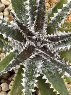 DBディッキア Dyckia Bill Baker hybrid #110 - メルカリ