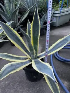 2025年最新】アガベ アメリカーナ 大株の人気アイテム - メルカリ