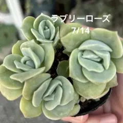 ラブリーローズ　エケベリア　多肉植物　抜き苗　1ポット分のサムネイル