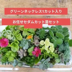 グリーンネックレス1カット入りお任せセダムカット苗セット