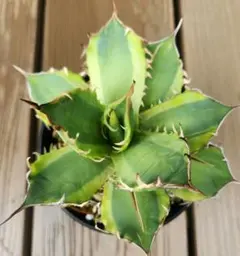 2025年最新】バナナピール アガベの人気アイテム - メルカリ