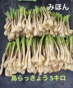 毎年人気！鹿児島産 らっきょう 10kg パリッと食感！60 - メルカリ
