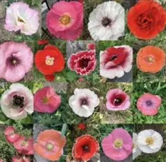 花の種☆ポピー☆花色混合☆②☆たっぷり☆こぼれ種で毎年咲きますのサムネイル
