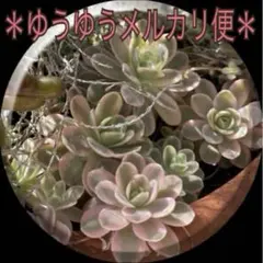 子持ち蓮華錦 鏡花 抜き苗 オロスタキス 多肉植物 - メルカリ
