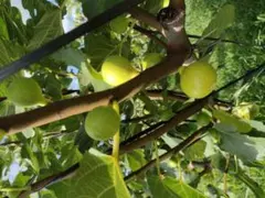 2025年最新】イチジク穂木の人気アイテム - メルカリ