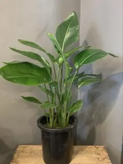 激安！ ストレチア オーガスタ D大型❗️ 206センチ 10号鉢 観葉植物
