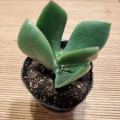 金の成る木 抜き苗のサムネイル