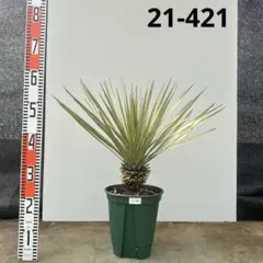 2026年最新】ロストラータ ブルーの人気アイテム - メルカリ