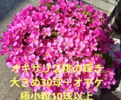 ②オキザリス 桃の輝き 球根 大きめ30球 ＋オマケ極小粒10球以上のサムネイル