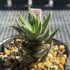 多肉植物 ハオルチア アテニュエイタ 抜き苗