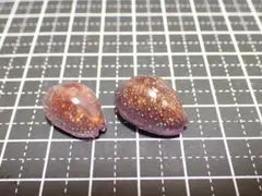 下*田様 貝殻　まとめ売り　（タカラ貝等々…）　標本 下*田様 貝殻 まとめ売り （タカラ貝等々…） 標本 下*田様 貝殻