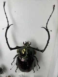 バターレルテナガコガネ　オス　標本 2026年最新】テナガコガネ 標本の人気アイテム - メルカリ