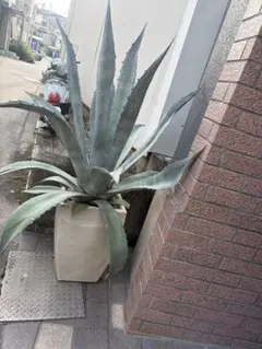 ⭐︎引取り限定⭐︎大株 希少 成長良好 大型アガベ エクスパンサ