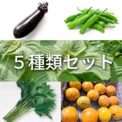 春にまく野菜の種　1,000円セット【2025年　春】 春にまく野菜の種 1,000円セット【2025年 春】 - メルカリ