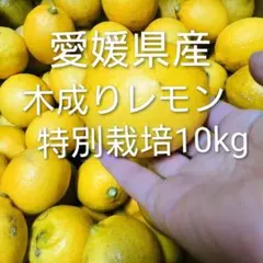 特別栽培木成りレモン10kg愛媛産 - メルカリ