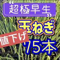 2026年最新】玉ねぎ苗 極早生の人気アイテム - メルカリ