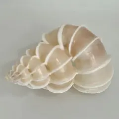 オオイトカケ（イトカケガイ科）蓋付6.10cm 特大