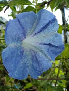 whales様 リクエスト 2点 まとめ商品