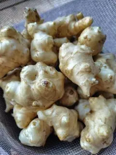 菊芋土付き信州産