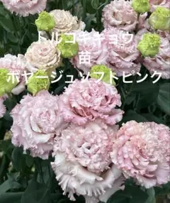 チャーハン３人前トルコキキョウ　トルコギキョウ苗 2025年最新】トルコキキョウ 苗の人気アイテム - メルカリ