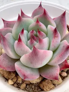 2025年最新】コロラータの人気アイテム - メルカリ