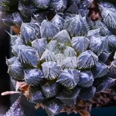 しゃもじ様 リクエスト 3点 まとめ商品