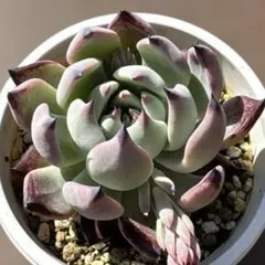 2026年最新】おらいさん苗 紫紺の矢の人気アイテム - メルカリ