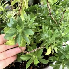 優飛mama様 リクエスト 2点 まとめ商品