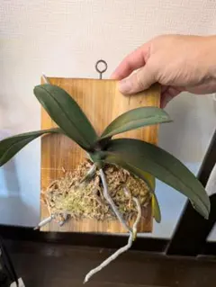 にこ様 リクエスト 2点 まとめ商品