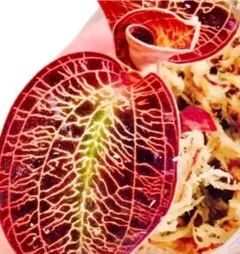 ponpokopon様 リクエスト 2点 まとめ商品