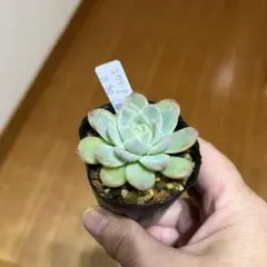 2025年最新】コロラータルーフの人気アイテム - メルカリ