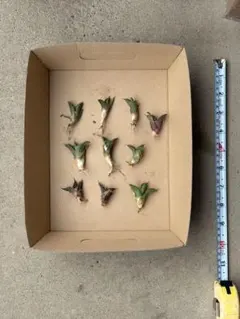 親株出品　アガベ　チタノタ　オテロイ　シーザー 鉢のまま発送】アガベ チタノタ シーザー 選抜株 オテロイ - メルカリ