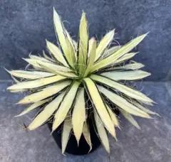 2026年最新】アガベ 錦の人気アイテム - メルカリ