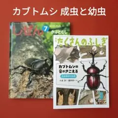 たくさんのふしぎ　キンダーブックしぜん　かぶとむし　カブトムシの音がきこえる たくさんのふしぎ キンダーブックしぜん かぶとむし カブトムシの音が