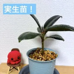 2026年最新】フィカスバーガンディの人気アイテム - メルカリ