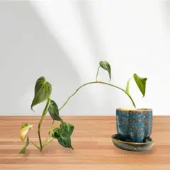 ⌘ フィロデンドロン　メラノクリサム　⌘ 観葉植物　Philodendron