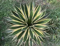 アガベ 五色万代　ロファンサ錦 Agave 子株　ランナー　斑入り　多肉食物のサムネイル