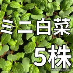 2025年最新】苗の人気アイテム - メルカリ