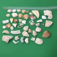 貝殻セット