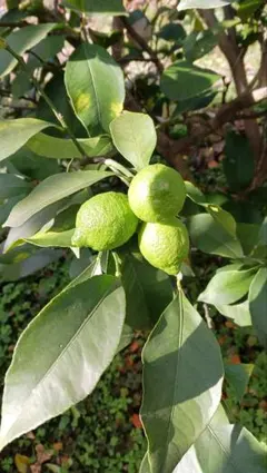 koyuki1218様 専用