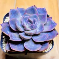 多肉植物 ☘️ブルーバード☘️韓国苗育成 抜き苗 c46 - メルカリ