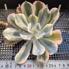91#観葉植物アエオニウム錦❤️グリーンメデューサセッカ❤️3大頭14cm