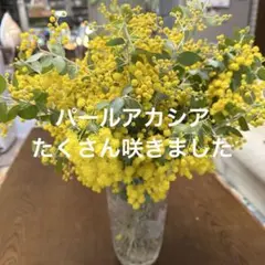 パールアカシア　ミモザ　　30本