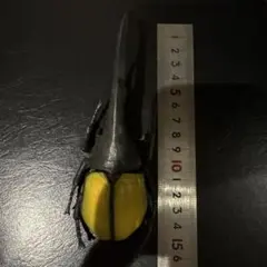 昆虫フィギュア (ヘラクレスオオカブト)