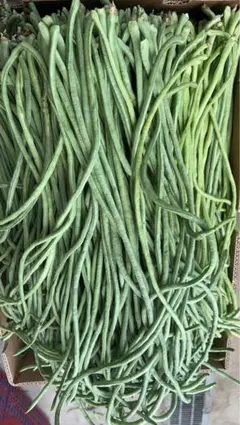 長野県産信州　三尺ささげインゲン豇豆角8kg 長野県産信州 三尺ささげインゲン豇豆角3.5kg - メルカリ