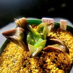1441 ◎ ナイルの一滴×アメジスト 実生多肉植物 ハオルチア アロエ