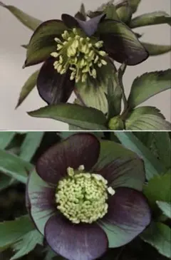 2026年最新】トルカータスの人気アイテム - メルカリ