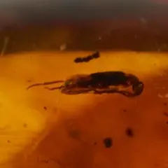 LA596虫入り琥珀化石 ミャンマー カムティかタナイ産 9900万年前